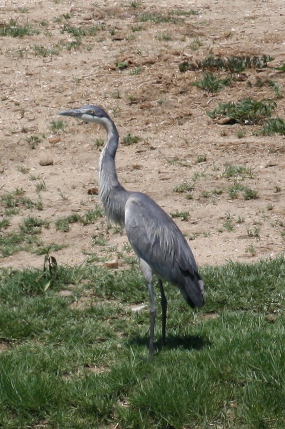 Black-headed Heron - ML498562401