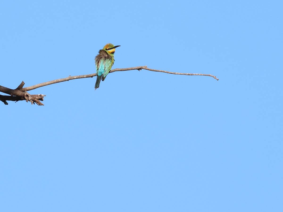 Rainbow Bee-eater - ML498562581