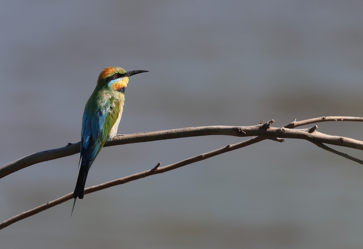 Rainbow Bee-eater - ML498562601