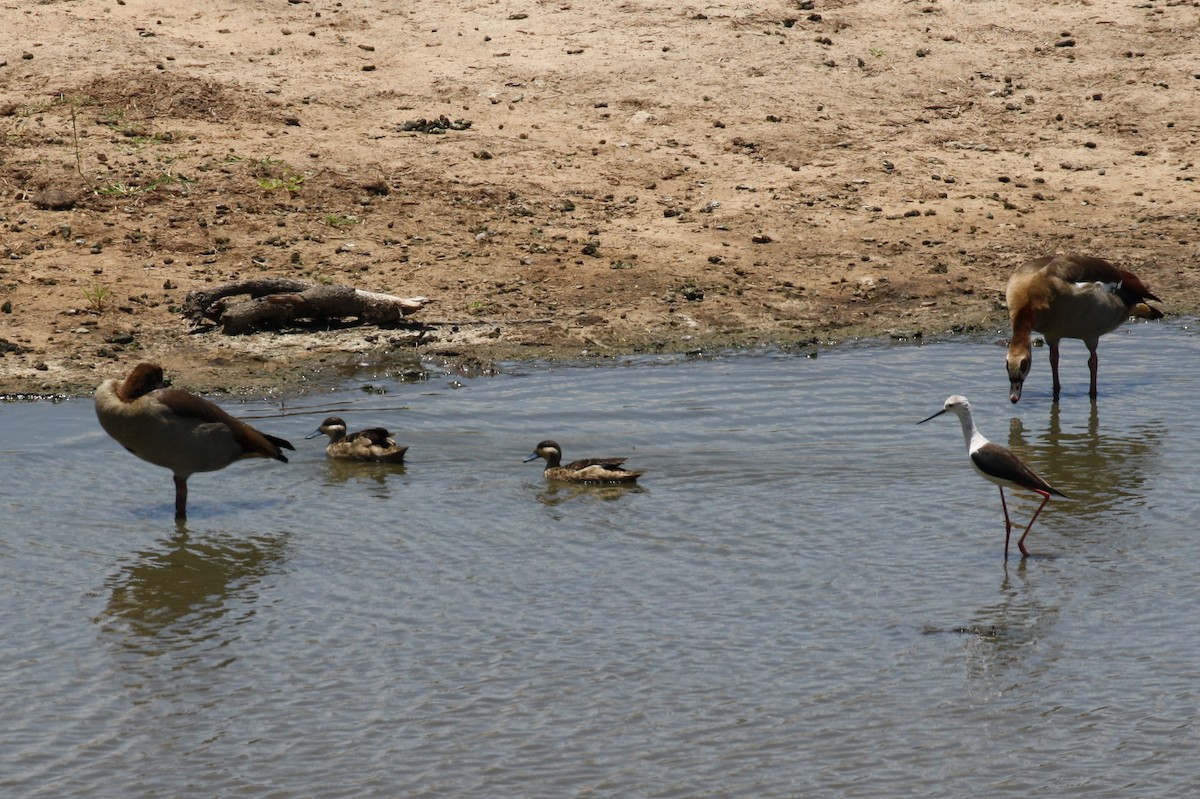 Cape Teal - ML498562811