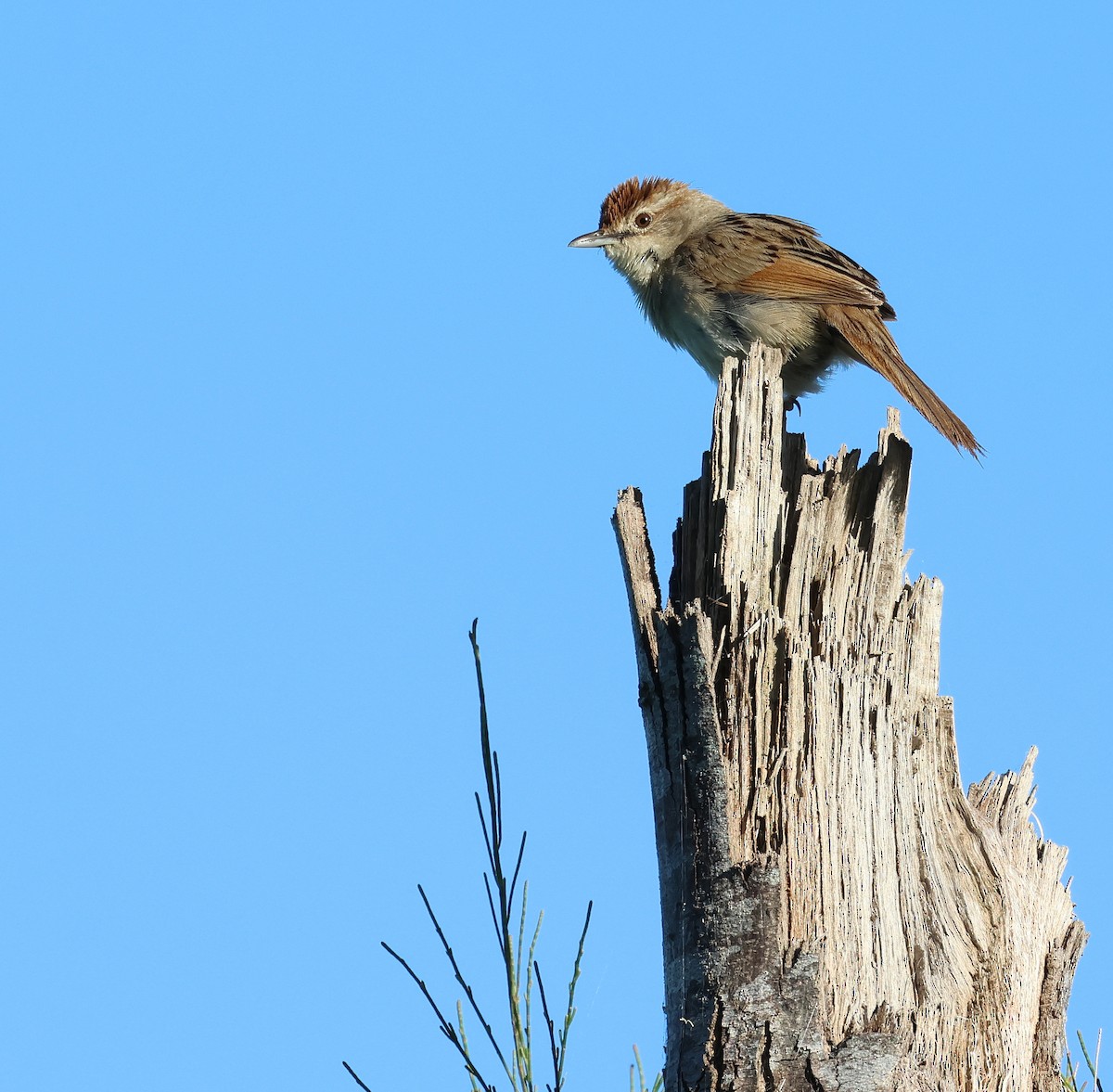 Tawny Grassbird - ML498562951