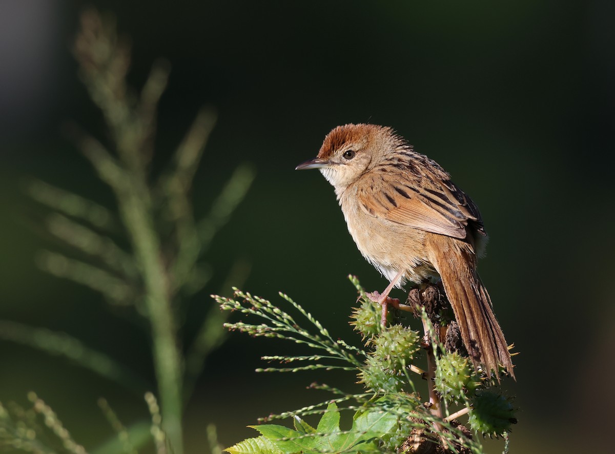 Tawny Grassbird - Andy Gee