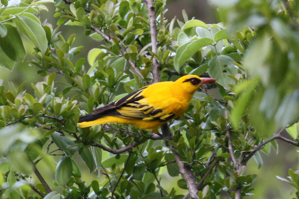 African Golden Oriole - ML498563231