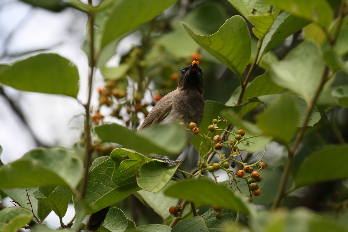 Common Bulbul (Dark-capped) - ML498564101