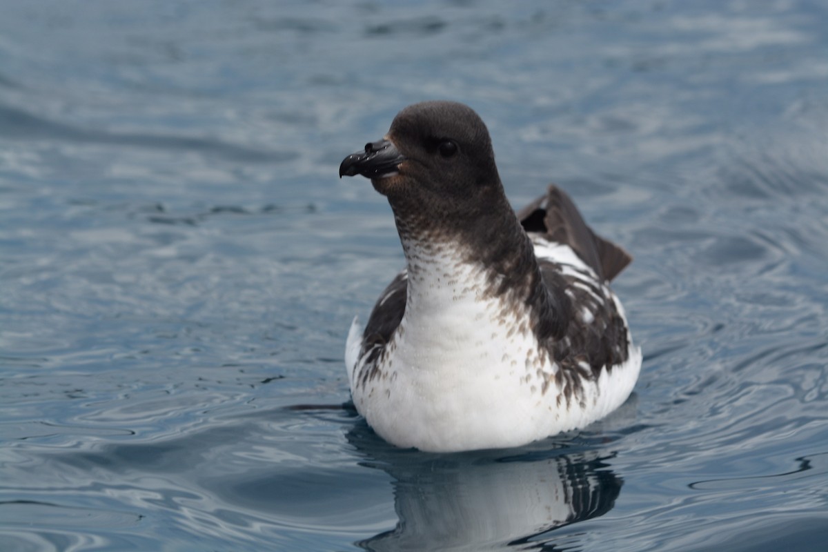 Cape Petrel - ML498564381