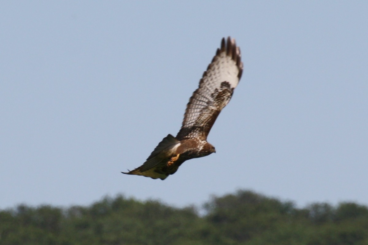 Common Buzzard (Steppe) - ML498564611