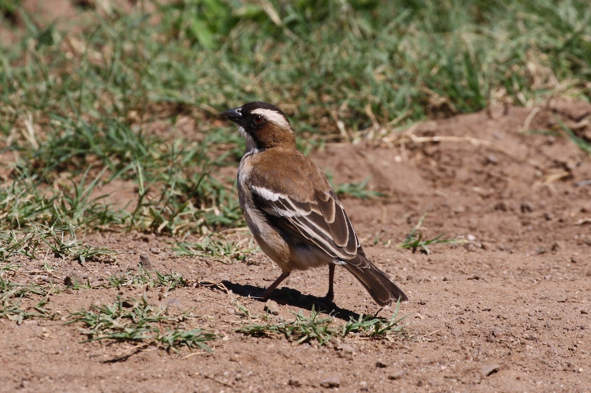 White-browed Sparrow-Weaver - ML498564721