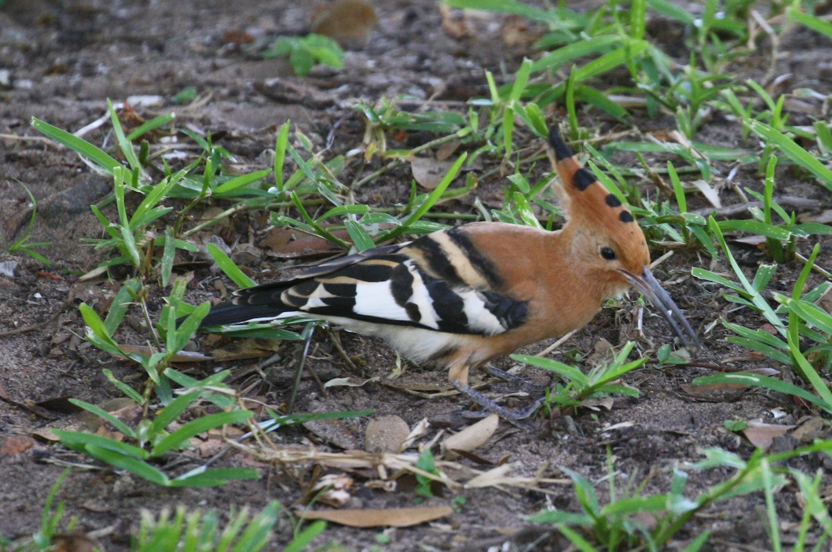 Common Hoopoe (African) - ML498564821