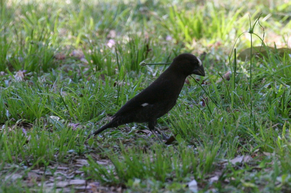 Grosbeak Weaver - ML498566291