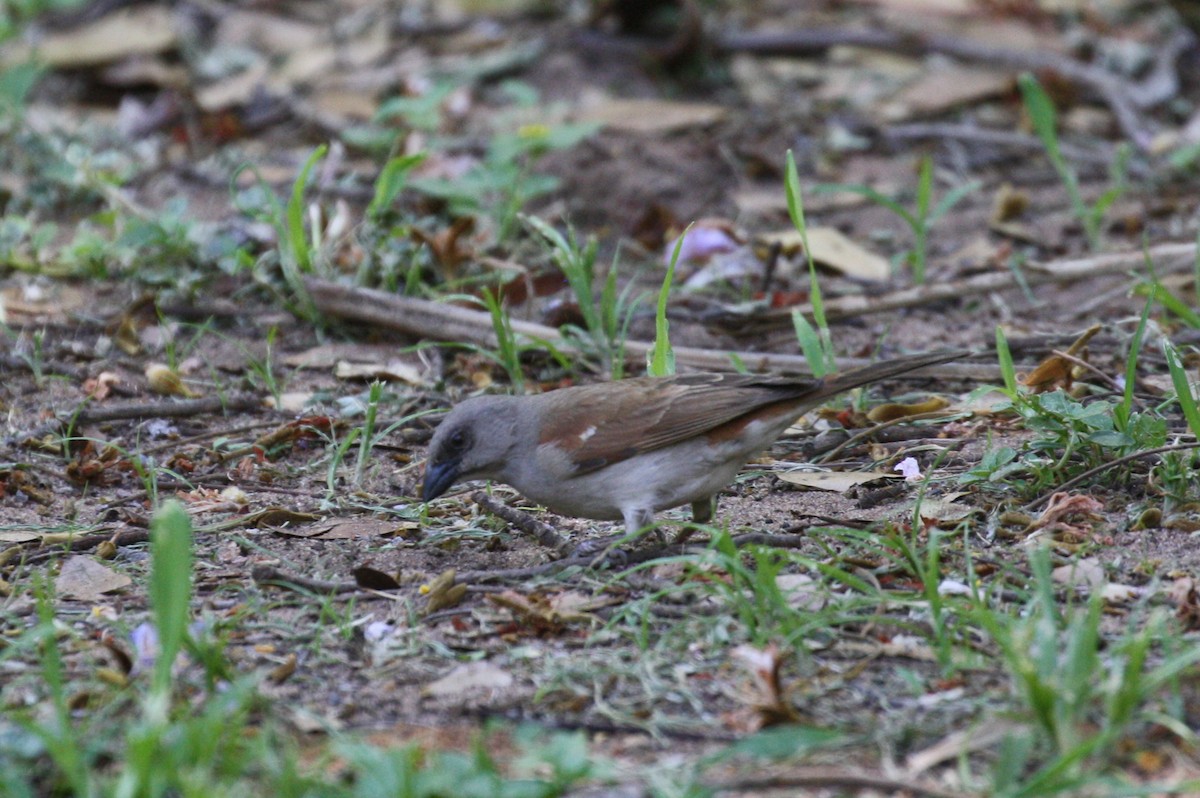 Southern Gray-headed Sparrow - ML498566511