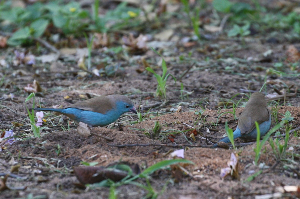 Southern Cordonbleu - ML498566641