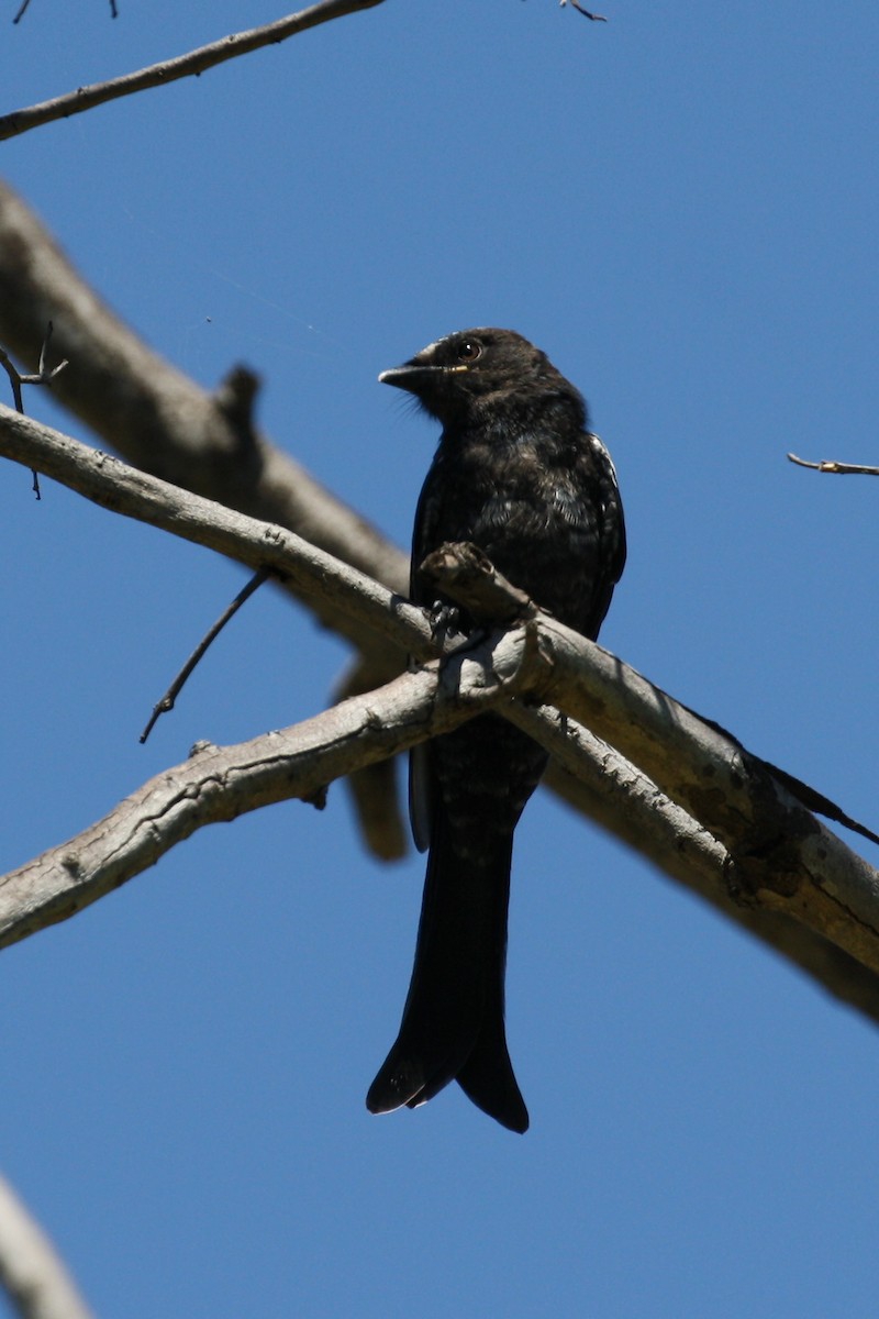 Fork-tailed Drongo - ML498566691