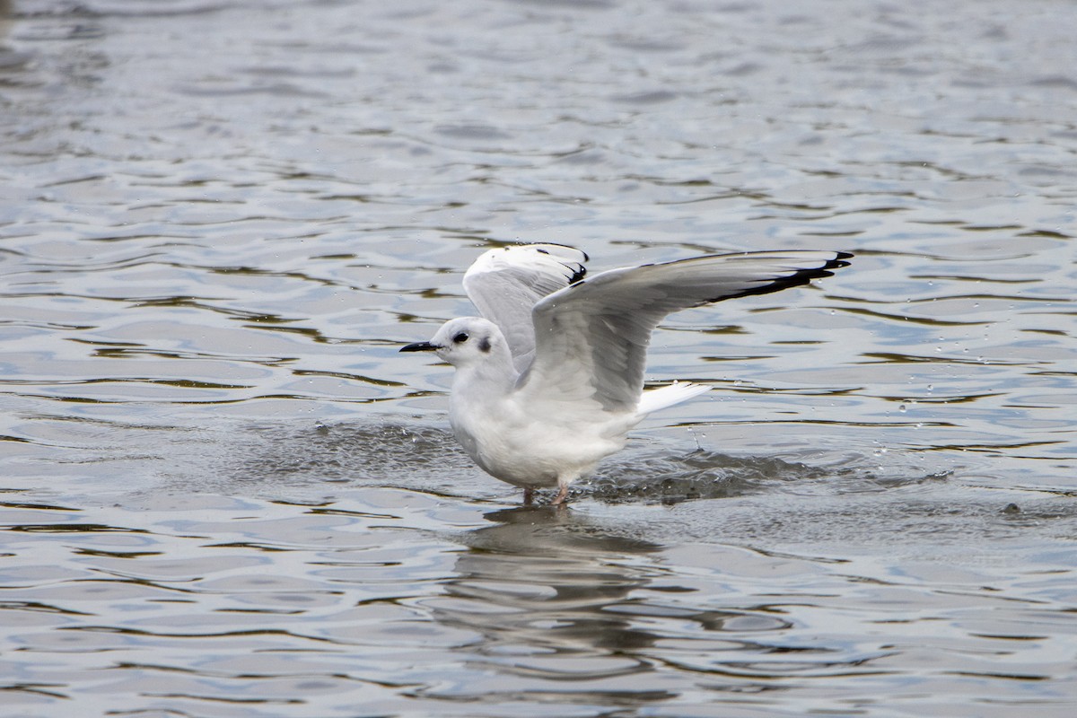 Bonaparte's Gull - Tristan Yoo