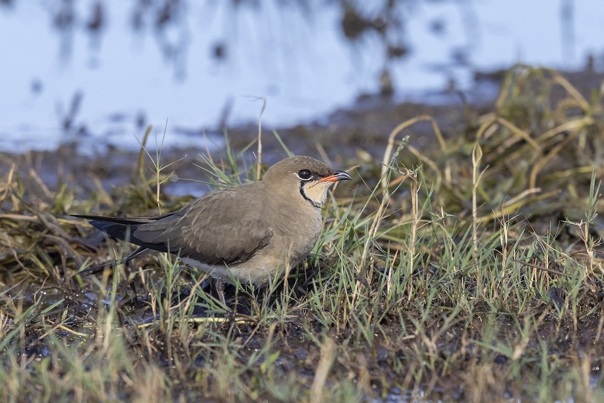 Collared Pratincole - ML498570091