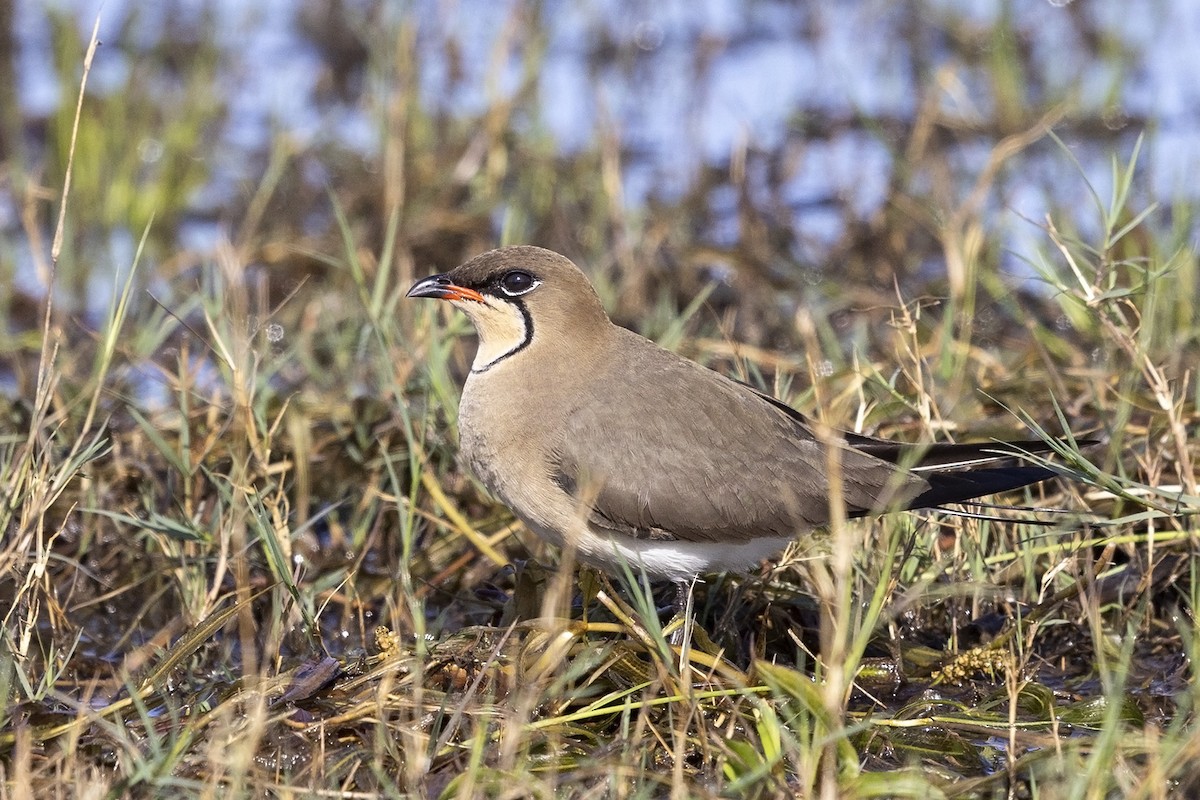Collared Pratincole - Niall D Perrins