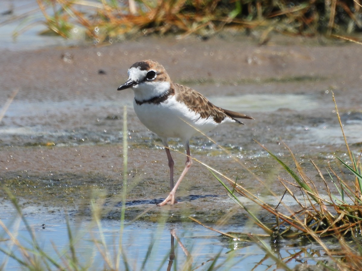 Collared Plover - ML498570841