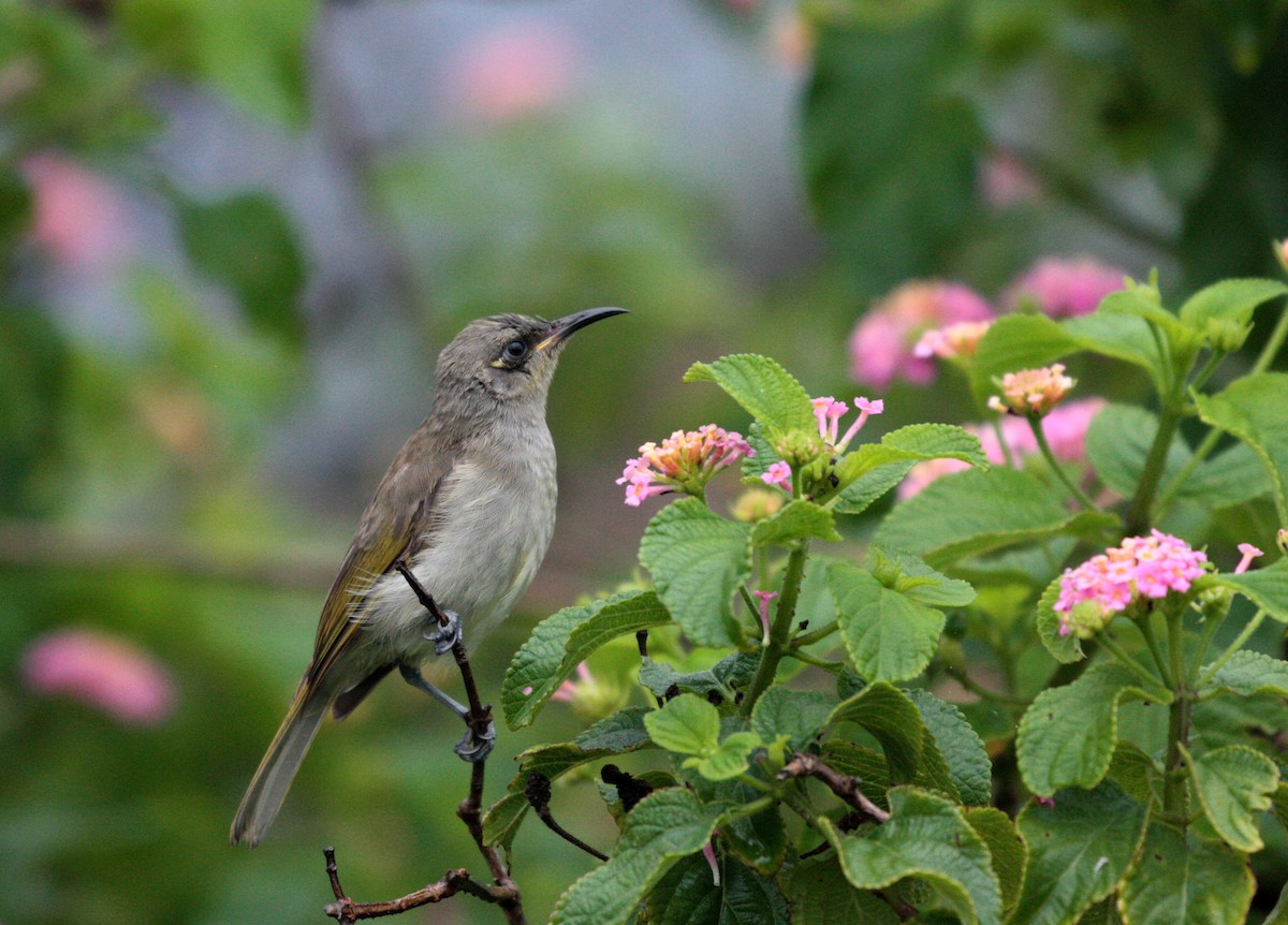 Brown Honeyeater - ML49857201