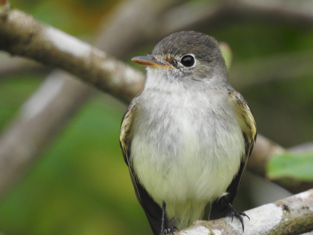 Least Flycatcher - Jennifer Resinos