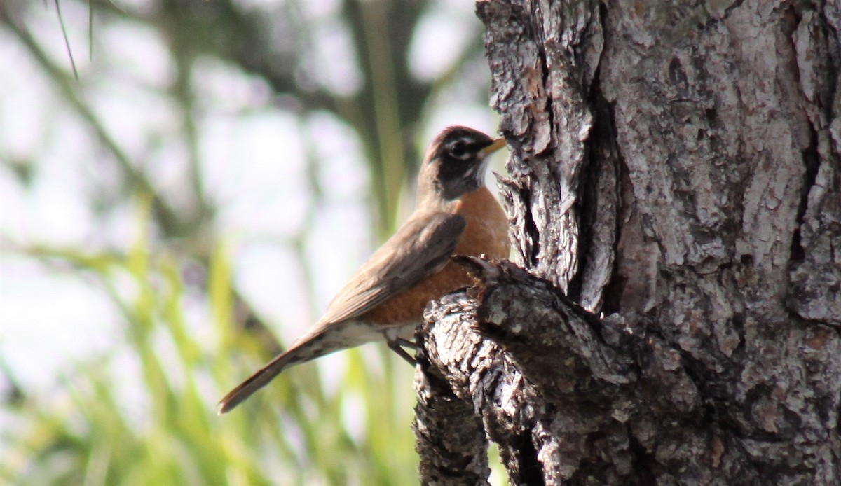 American Robin - ML49857271