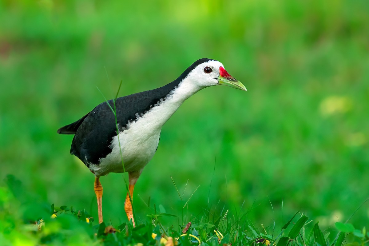 White-breasted Waterhen - Rajkumar Das