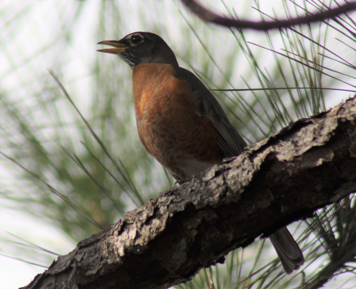 American Robin - ML49857281