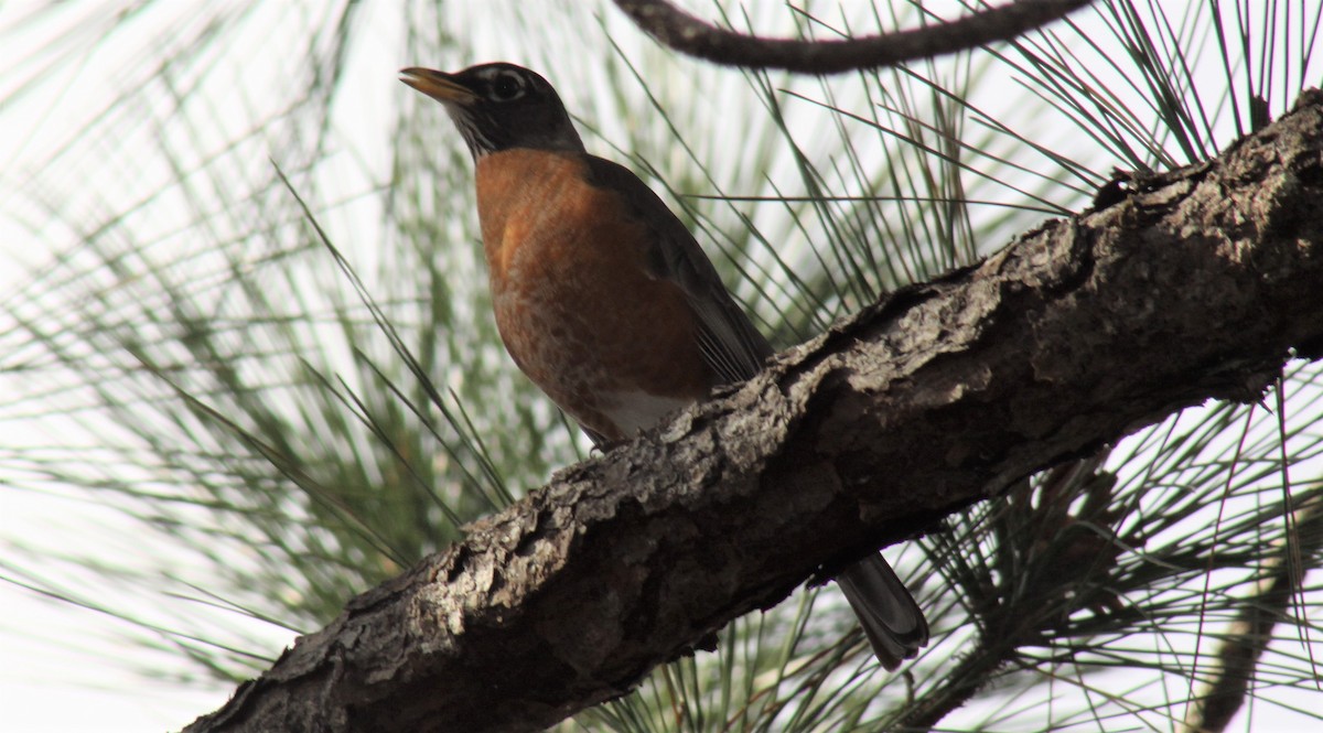 American Robin - ML49857291