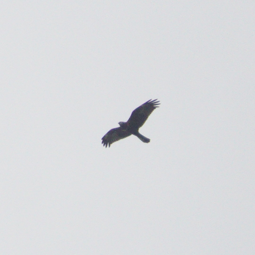 Eastern Marsh Harrier - ML498573041