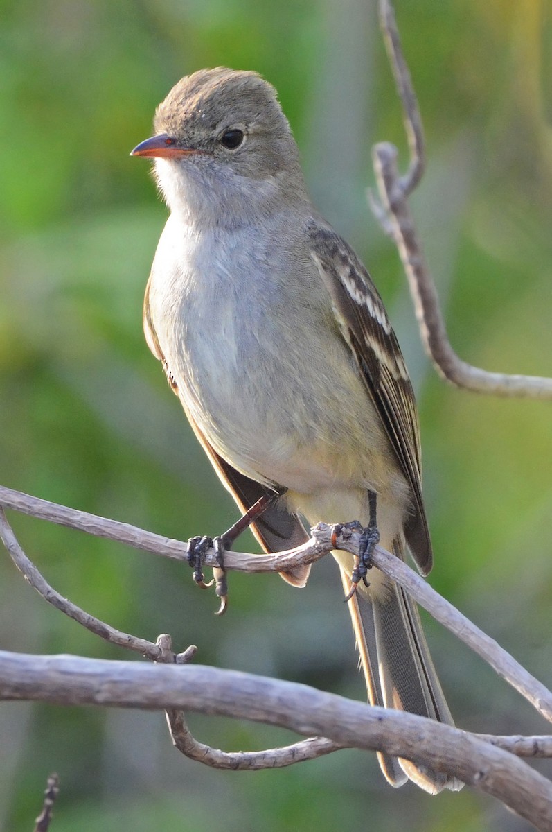 Caribbean Elaenia - Steven Mlodinow