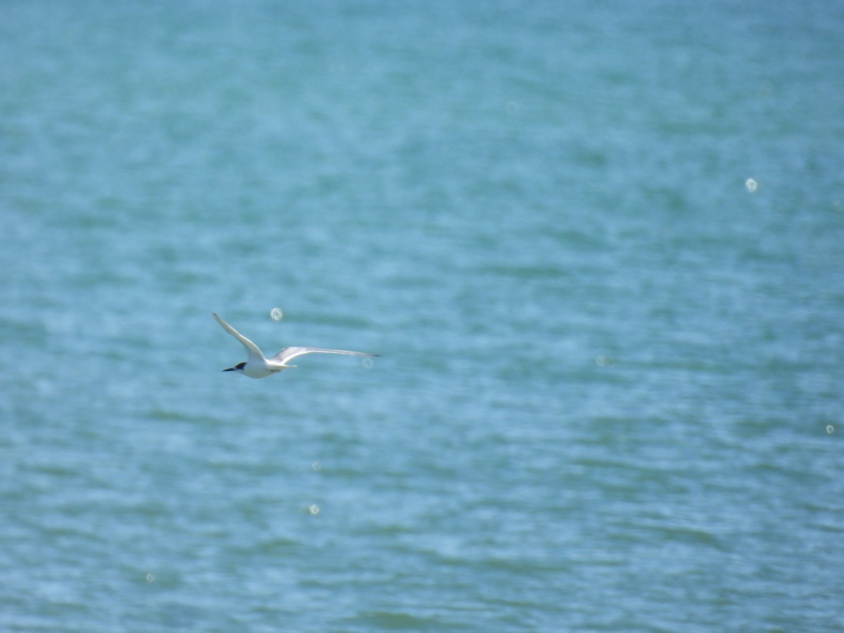 Common Tern - ML498574251