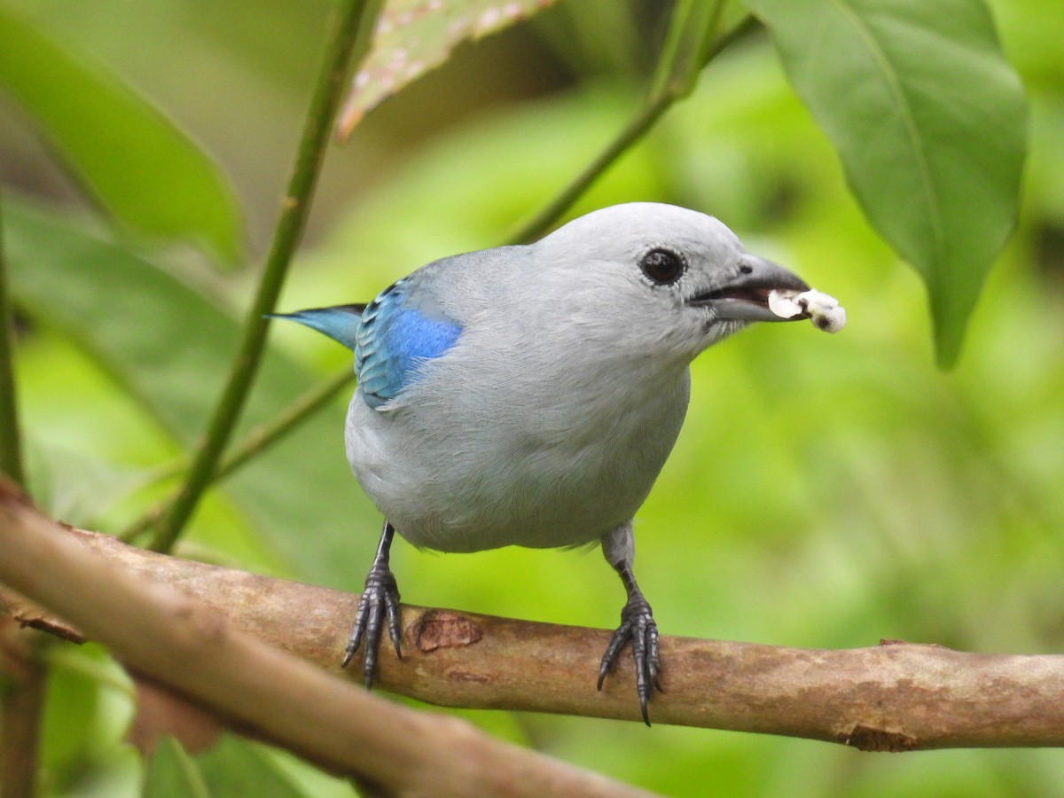 Blue-gray Tanager - ML498574651