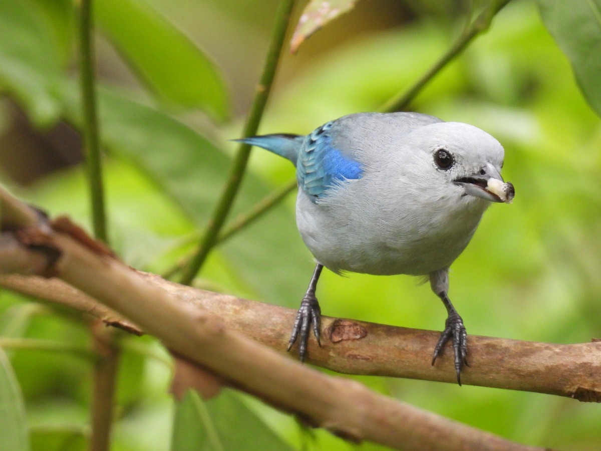 Blue-gray Tanager - ML498574661
