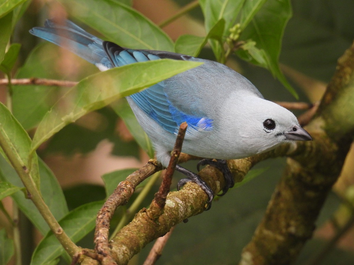 Blue-gray Tanager - ML498574871