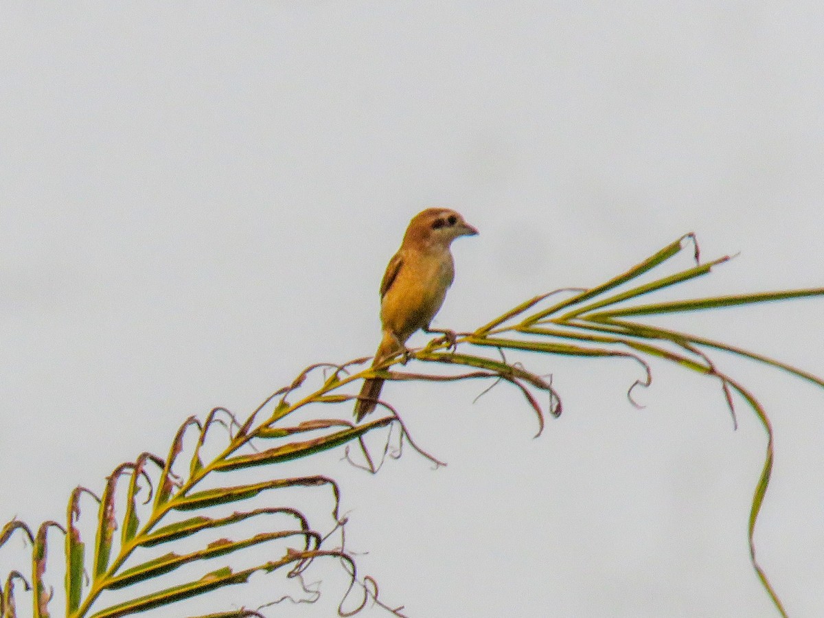 Brown Shrike - ML498574971