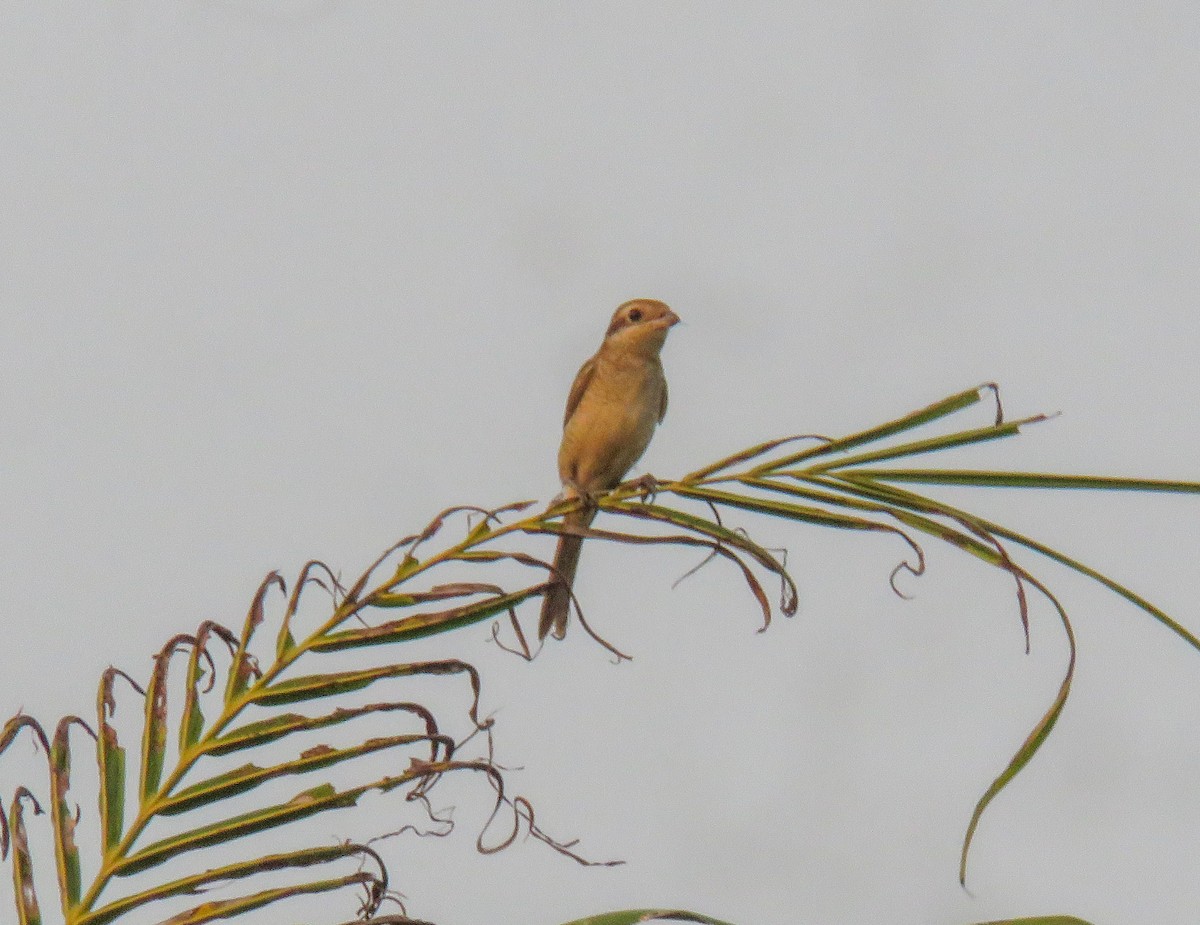 Brown Shrike - ML498574981