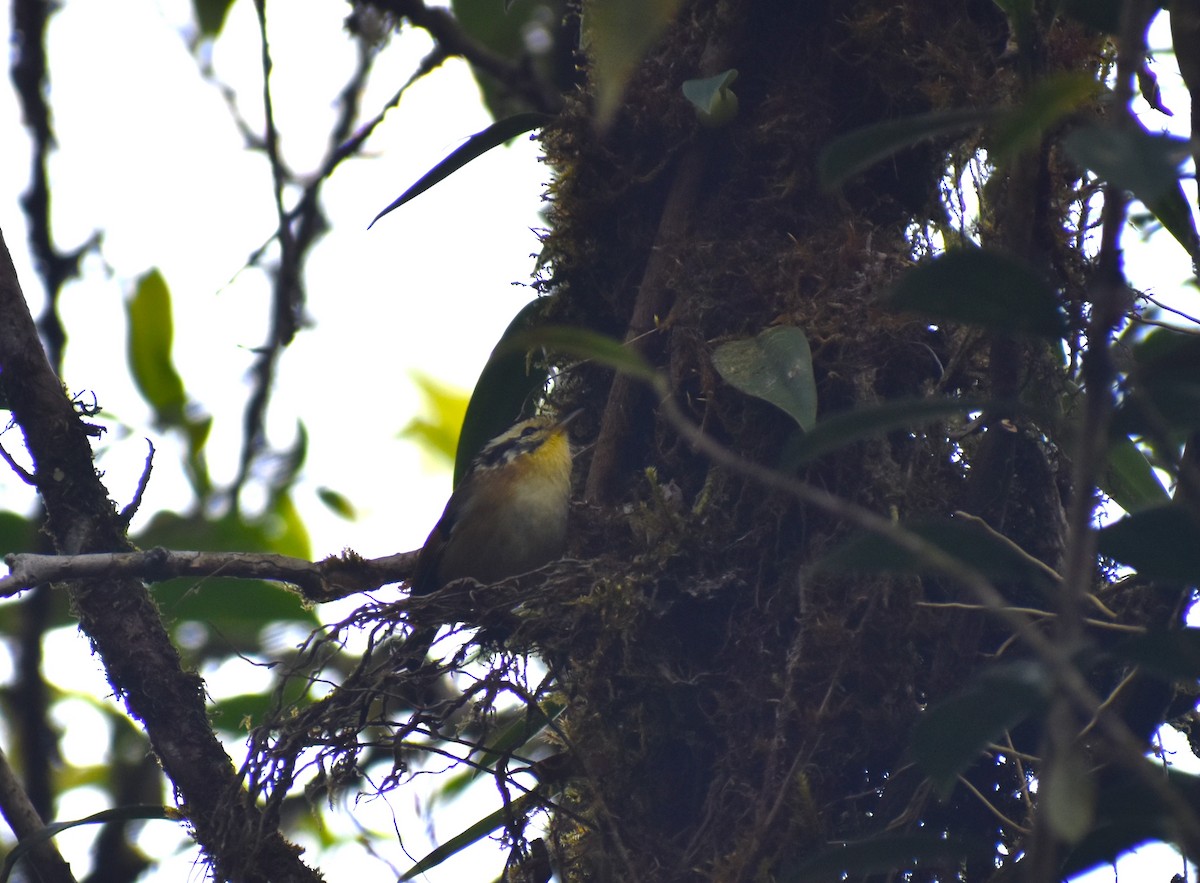 Rufous-winged Fulvetta - ML498576031