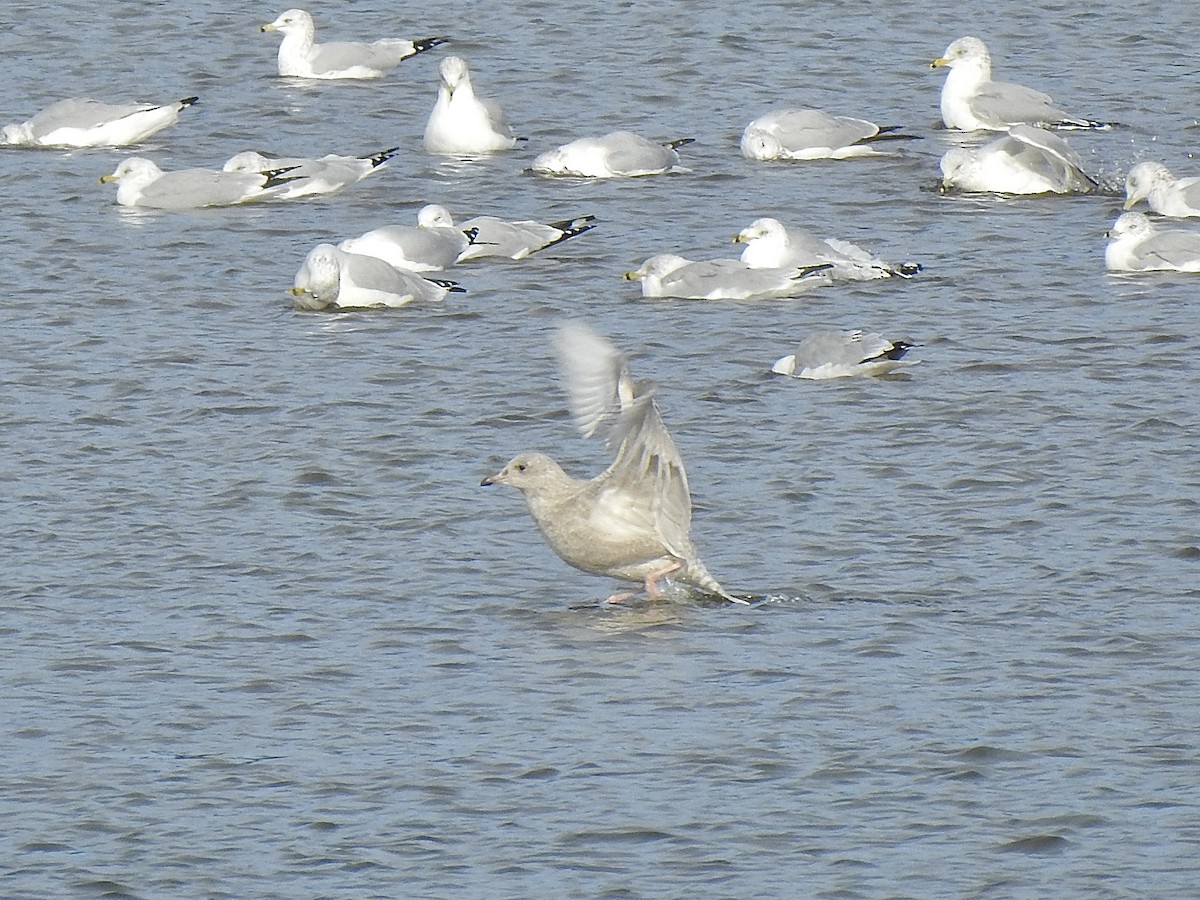 Iceland Gull (kumlieni) - ML498577461