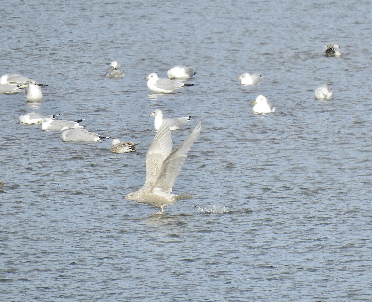 Iceland Gull (kumlieni) - ML498577481