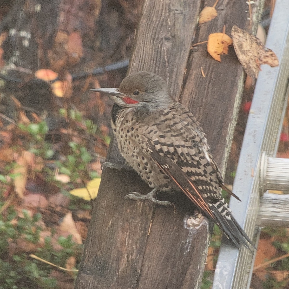 Northern Flicker (Red-shafted) - ML498577551