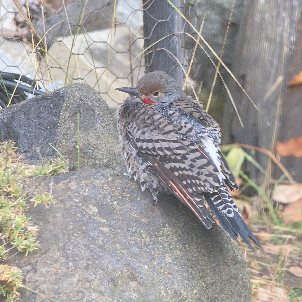Northern Flicker (Red-shafted) - ML498577571