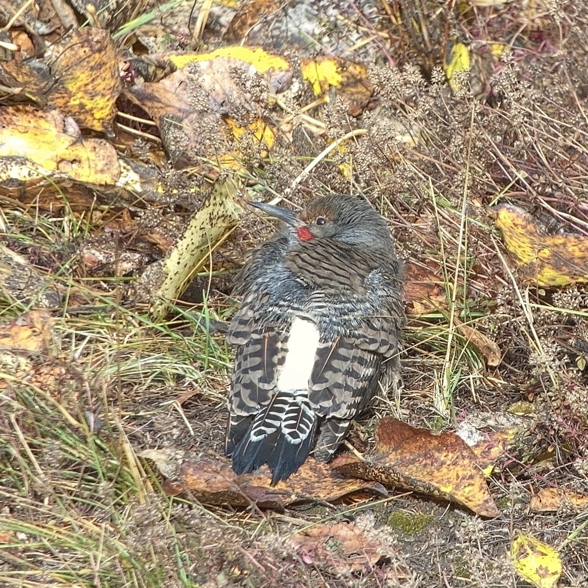 Northern Flicker (Red-shafted) - ML498577611