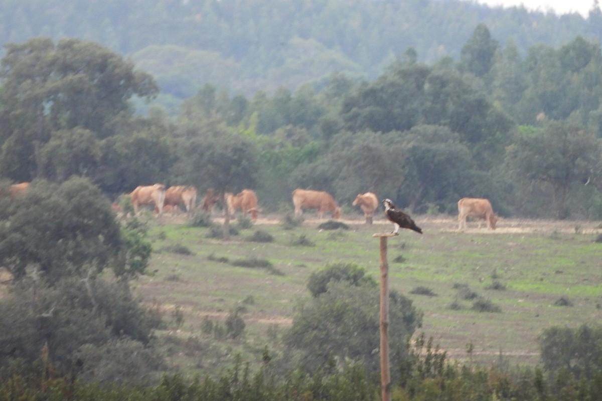 Águila Pescadora - ML498579701