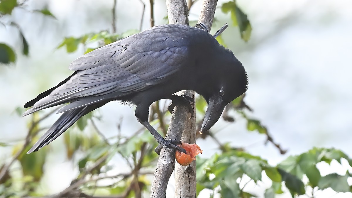 Large-billed Crow - ML498579831