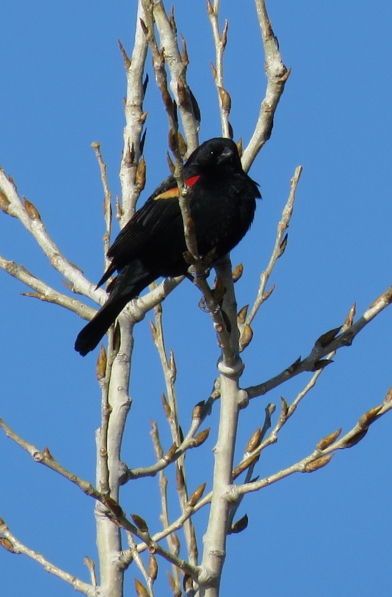 Red-winged Blackbird - ML49858081