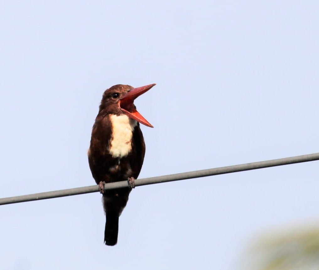 White-throated Kingfisher - ML498583301