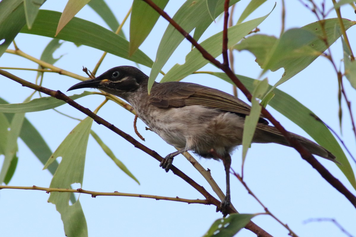 White-lined Honeyeater - ML498584401