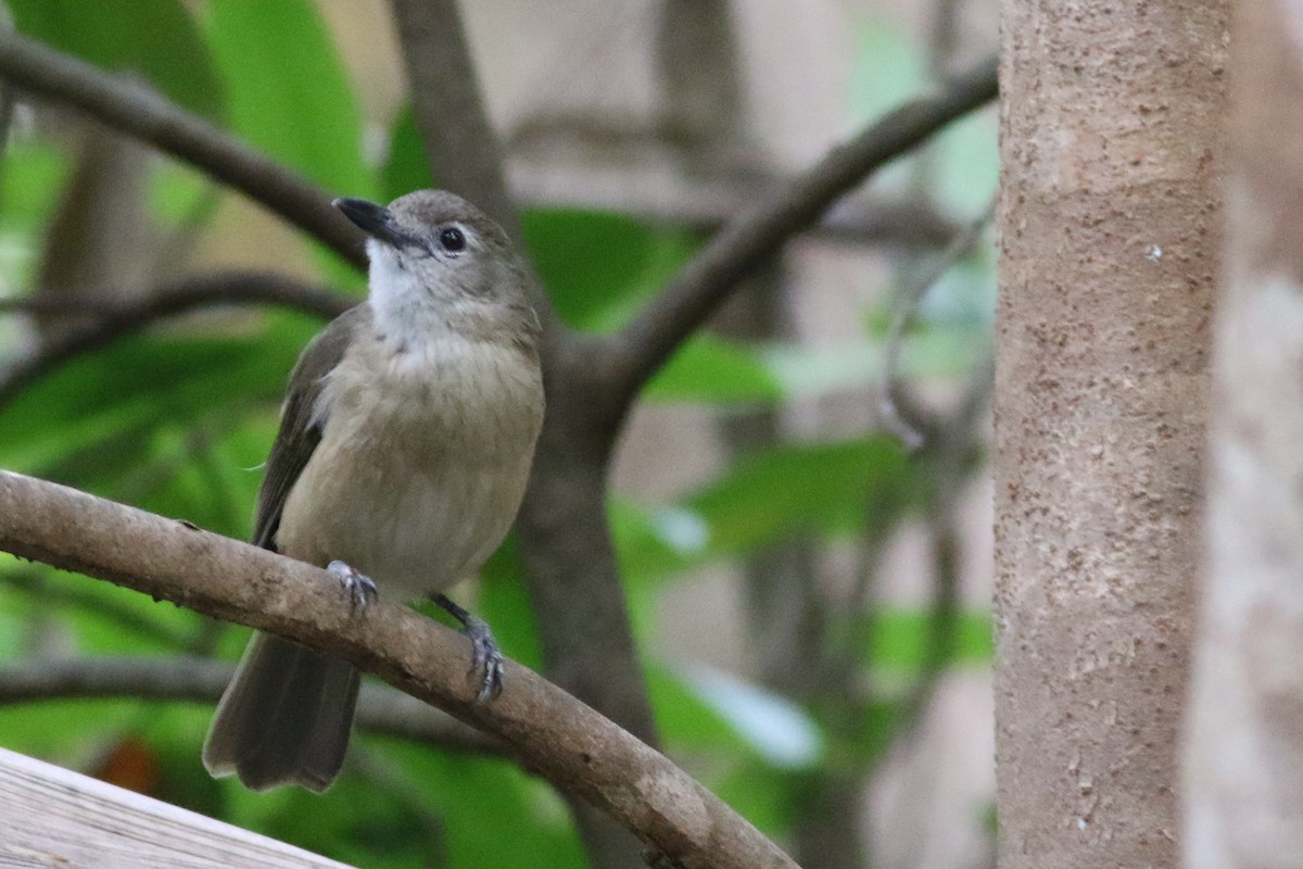 Green-backed Gerygone - ML498584721