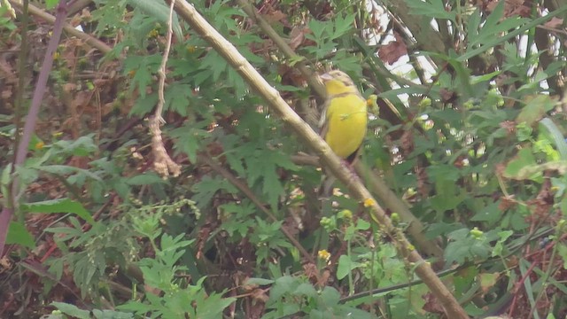 Yellow-breasted Bunting - ML498585151