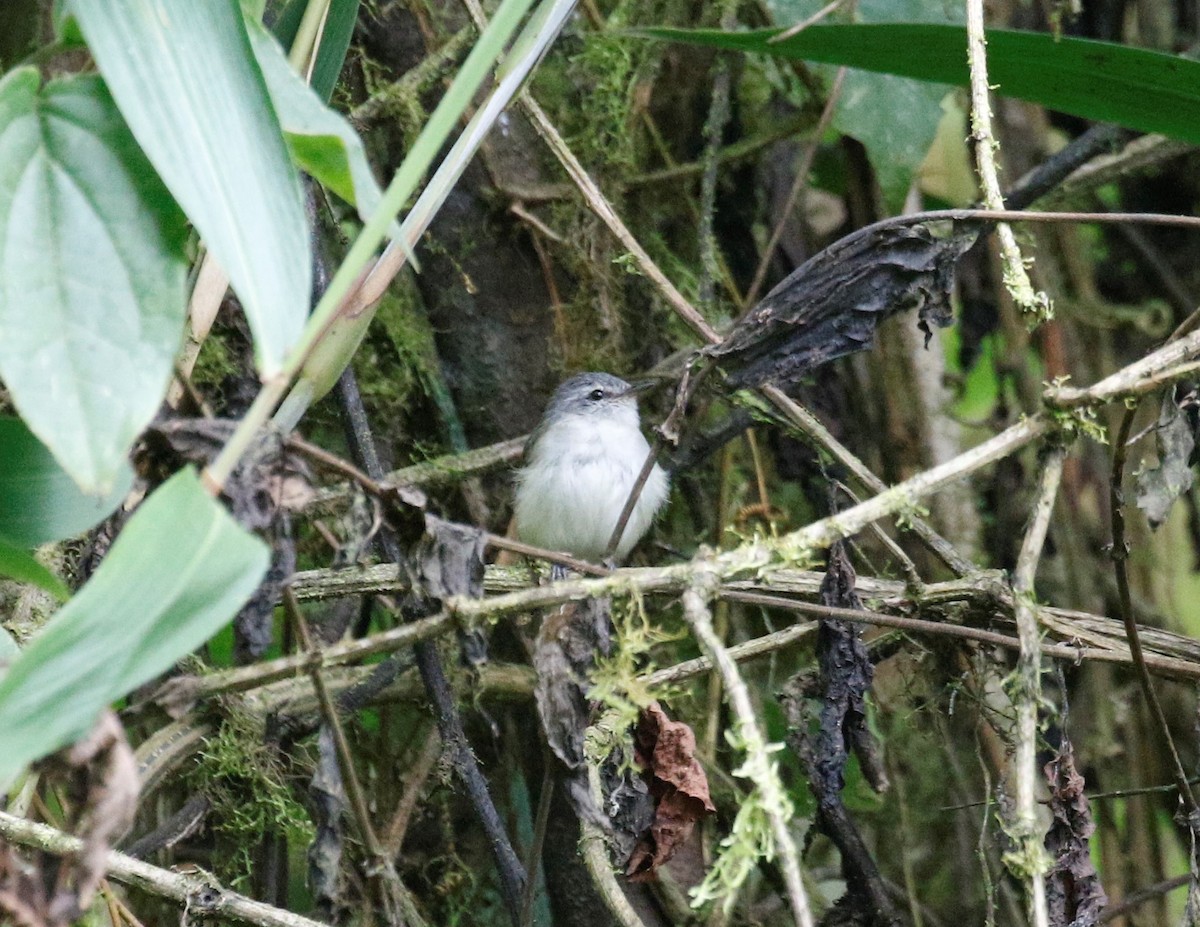 White-tailed Tyrannulet - Anne Ruben