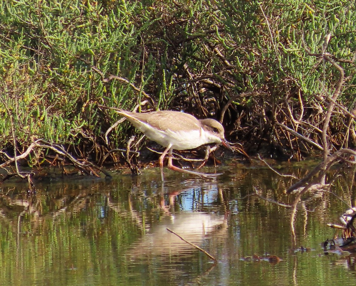 Red-kneed Dotterel - ML498585591