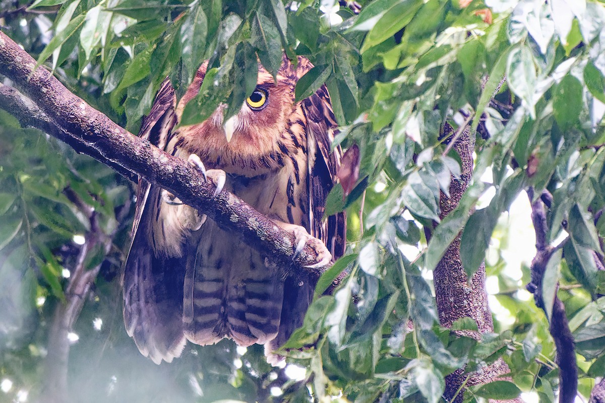 Philippine Eagle-Owl - ML498586001